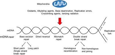 The Mitochondrial Response to DNA Damage